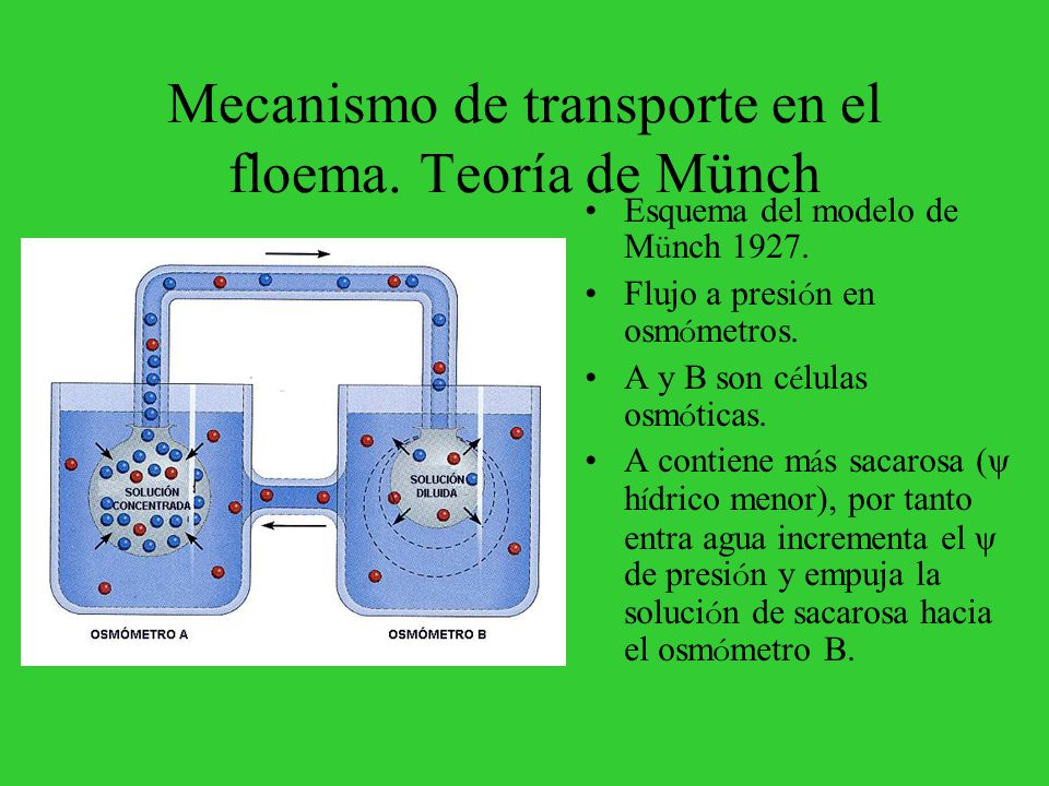 Mecanismo de transporte en el floema. Teoría de Münch