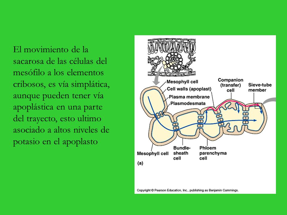 El movimiento de la sacarosa de las células del mesófilo a los elementos cribosos, es vía simplática, aunque pueden tener vía apoplástica en una parte del trayecto, esto ultimo asociado a altos niveles de potasio en el apoplasto