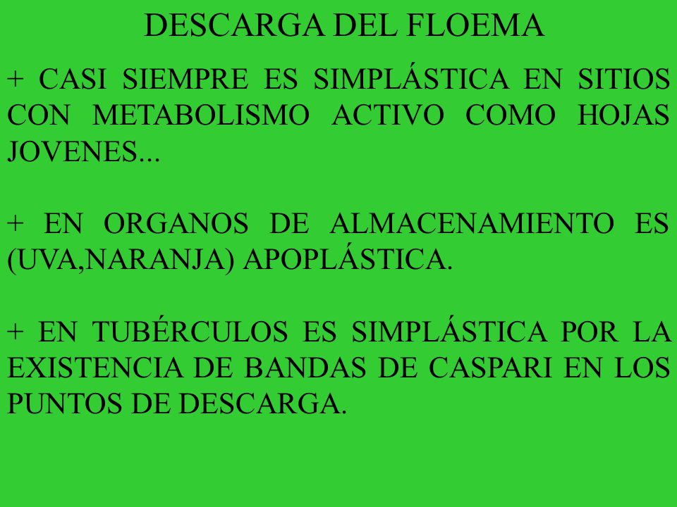 DESCARGA DEL FLOEMA + CASI SIEMPRE ES SIMPLÁSTICA EN SITIOS CON METABOLISMO ACTIVO COMO HOJAS JOVENES...