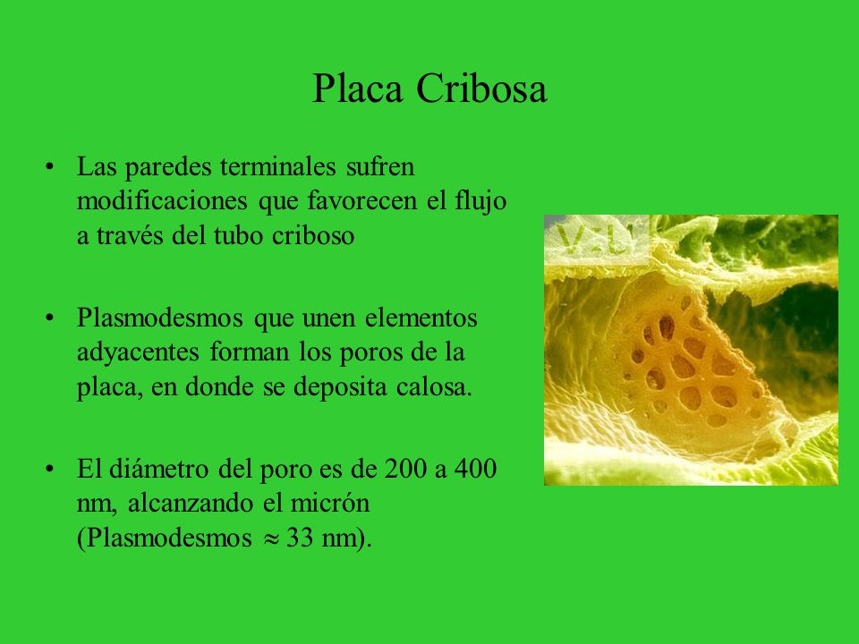 Placa Cribosa Las paredes terminales sufren modificaciones que favorecen el flujo a través del tubo criboso.
