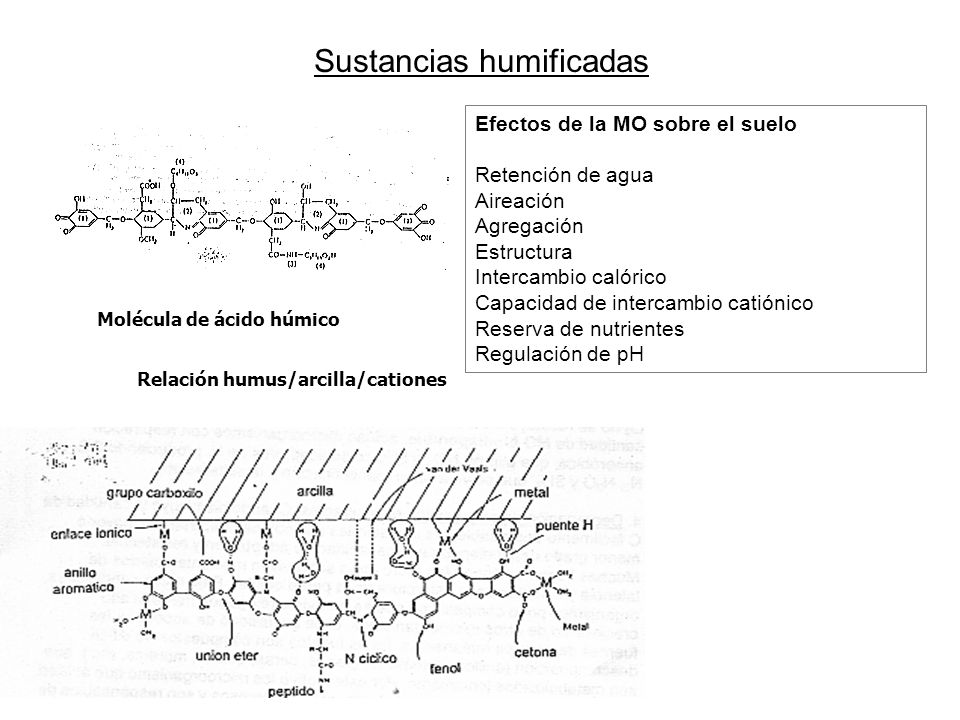 Sustancias humificadas