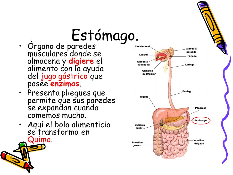 Estómago. Órgano de paredes musculares donde se almacena y digiere el alimento con la ayuda del jugo gástrico que posee enzimas.