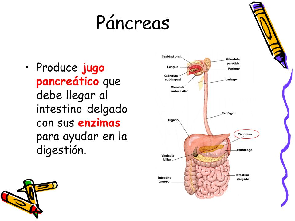 Páncreas Produce jugo pancreático que debe llegar al intestino delgado con sus enzimas para ayudar en la digestión.