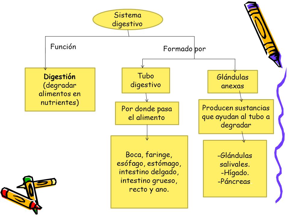 (degradar alimentos en nutrientes) Tubo digestivo Glándulas anexas