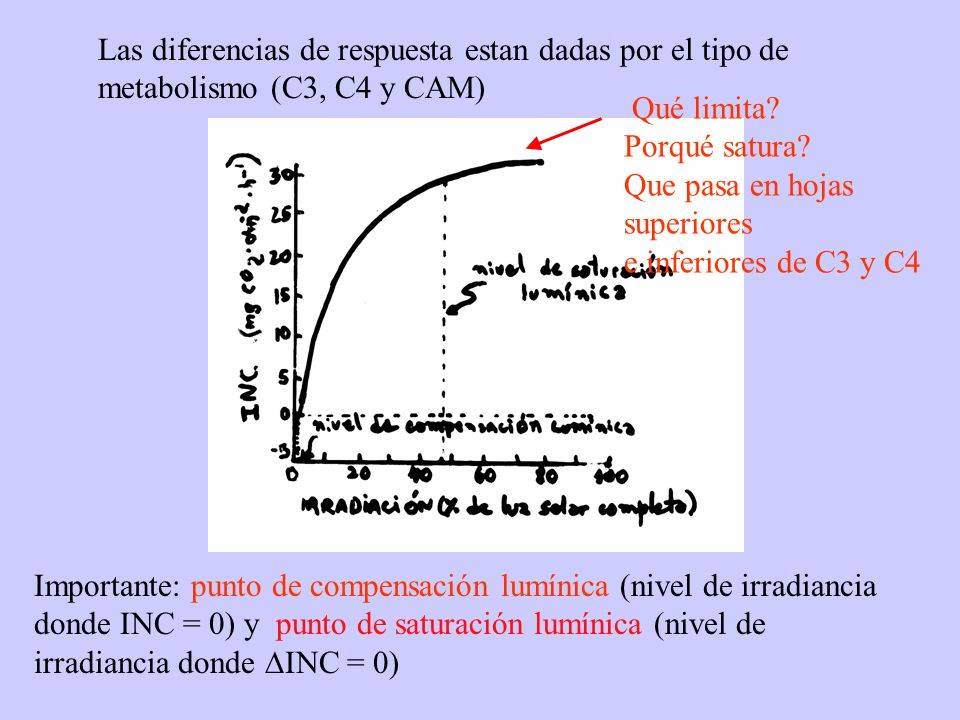 Las diferencias de respuesta estan dadas por el tipo de metabolismo (C3, C4 y CAM)