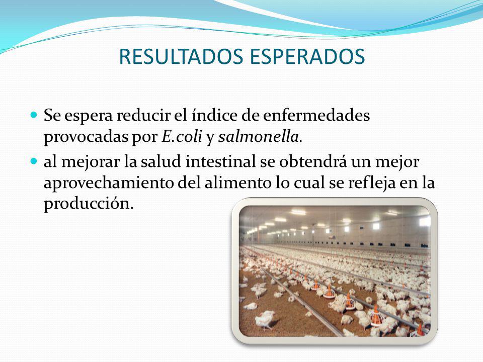 RESULTADOS ESPERADOS Se espera reducir el índice de enfermedades provocadas por E.coli y salmonella.