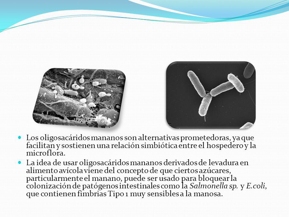 Los oligosacáridos mananos son alternativas prometedoras, ya que facilitan y sostienen una relación simbiótica entre el hospedero y la microflora.