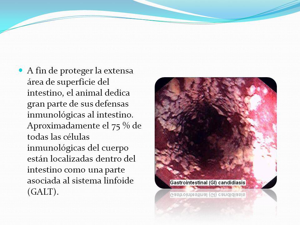 A fin de proteger la extensa área de superficie del intestino, el animal dedica gran parte de sus defensas inmunológicas al intestino.