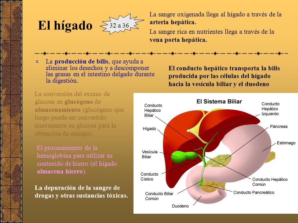 La sangre oxigenada llega al hígado a través de la arteria hepática.