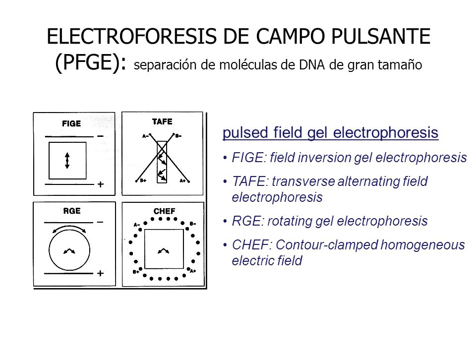 ELECTROFORESIS DE CAMPO PULSANTE (PFGE): separación de moléculas de DNA de gran tamaño