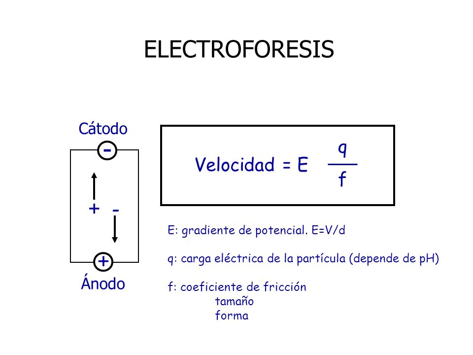 - ELECTROFORESIS + q Velocidad = E f Cátodo Ánodo