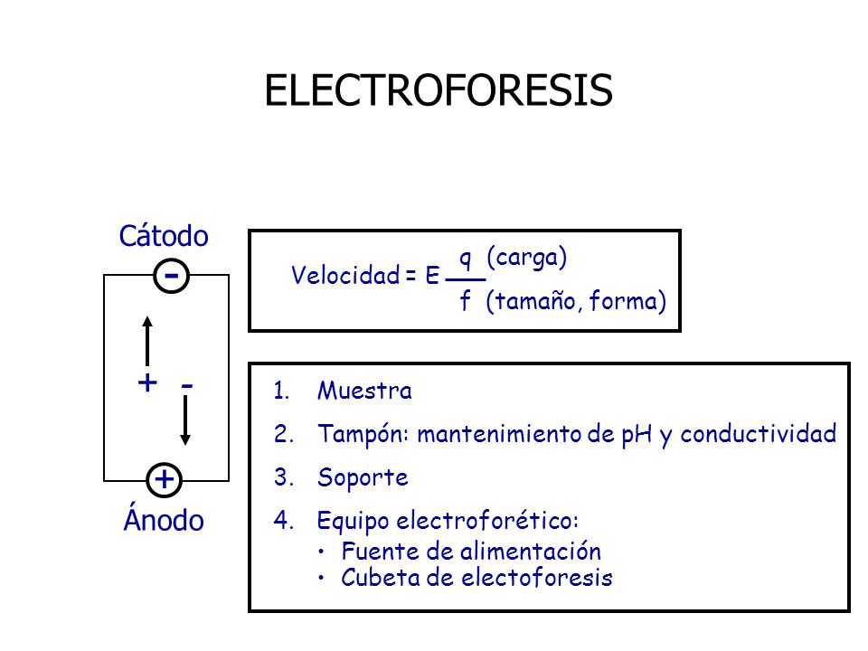- ELECTROFORESIS + Cátodo Ánodo q (carga) Velocidad = E