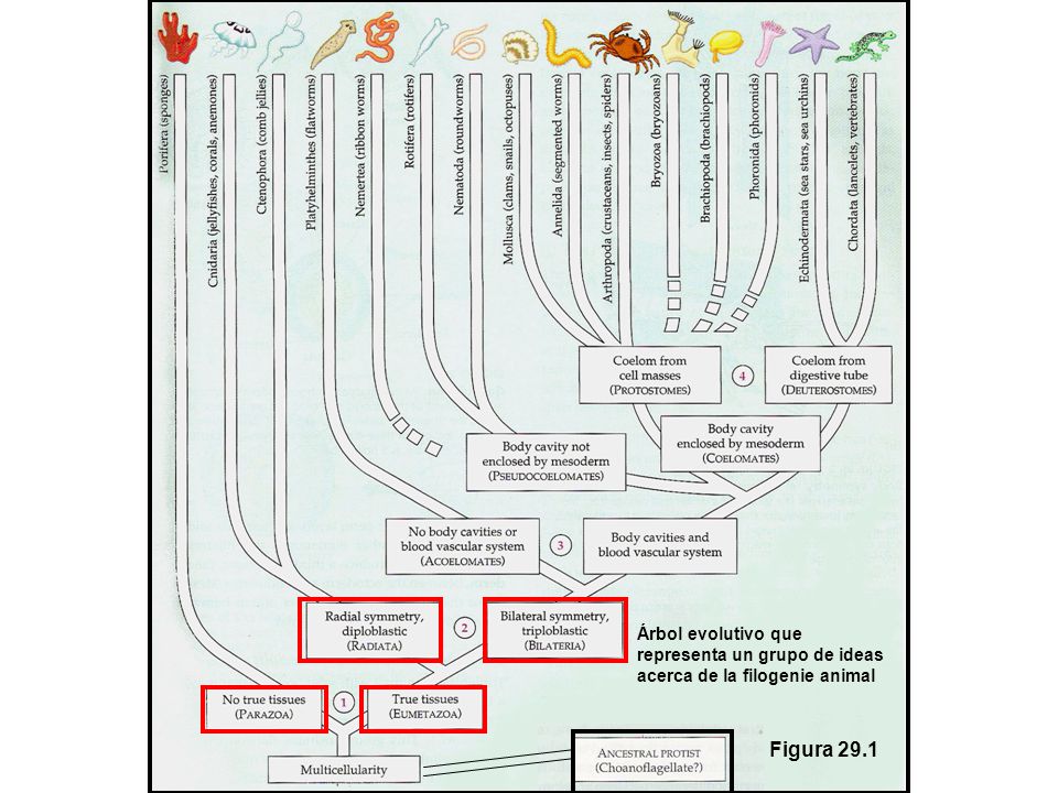 Arbol evolutivo que representa solamente un grupo de ideas acerca de la filogenie animal