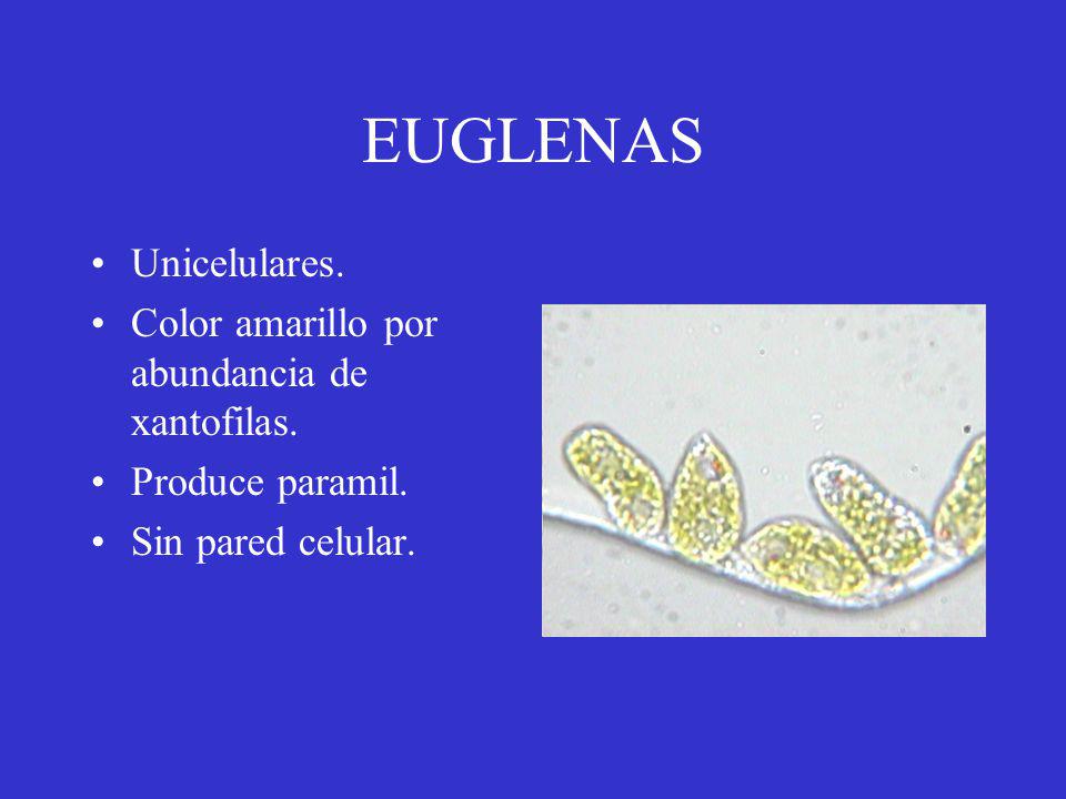 EUGLENAS Unicelulares. Color amarillo por abundancia de xantofilas.
