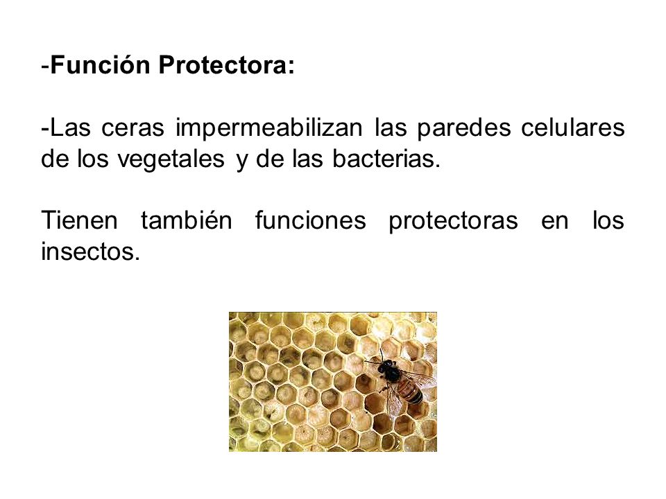 Función Protectora: Las ceras impermeabilizan las paredes celulares de los vegetales y de las bacterias.