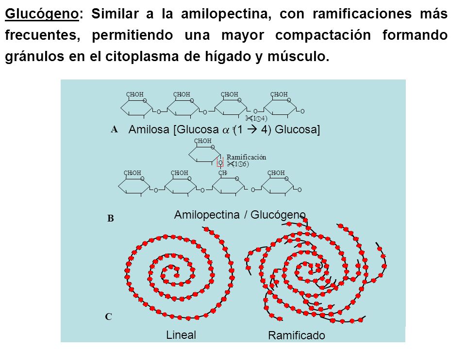 Glucógeno: Similar a la amilopectina, con ramificaciones más frecuentes, permitiendo una mayor compactación formando gránulos en el citoplasma de hígado y músculo.