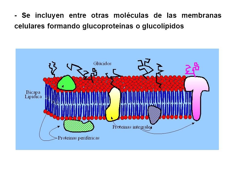 - Se incluyen entre otras moléculas de las membranas celulares formando glucoproteínas o glucolípidos