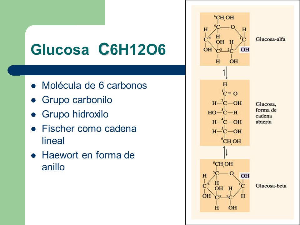 Glucosa C6H12O6 Molécula de 6 carbonos Grupo carbonilo Grupo hidroxilo