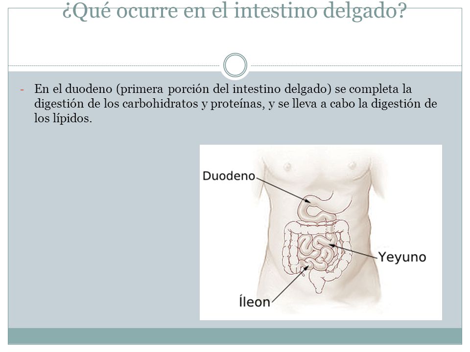 ¿Qué ocurre en el intestino delgado