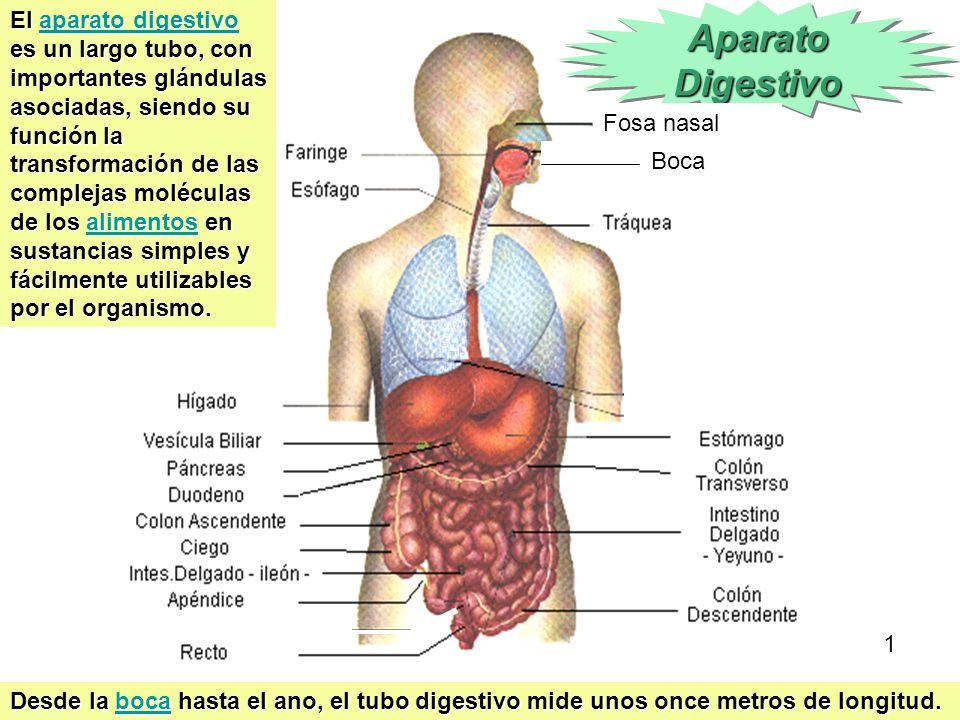 El aparato digestivo es un largo tubo, con importantes glándulas asociadas, siendo su función la transformación de las complejas moléculas de los alimentos en sustancias simples y fácilmente utilizables por el organismo.