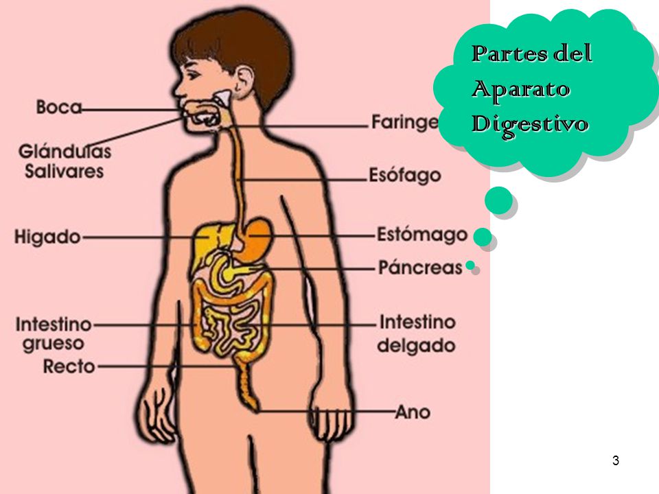 Partes del Aparato Digestivo