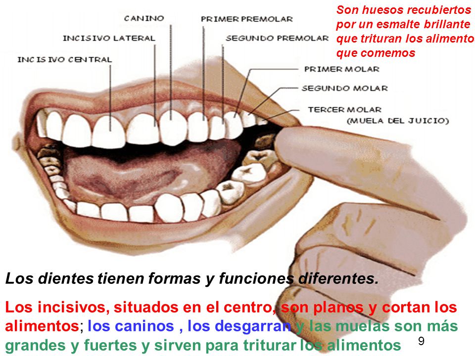 Los dientes tienen formas y funciones diferentes.