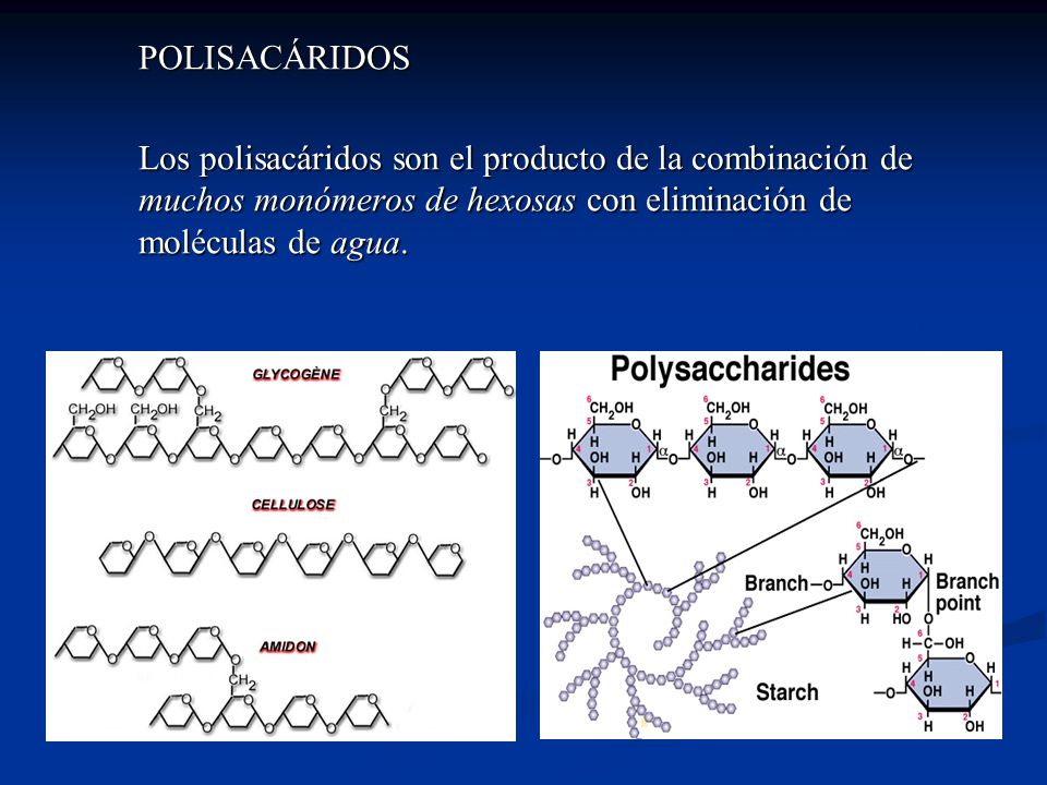 POLISACÁRIDOS Los polisacáridos son el producto de la combinación de muchos monómeros de hexosas con eliminación de moléculas de agua.