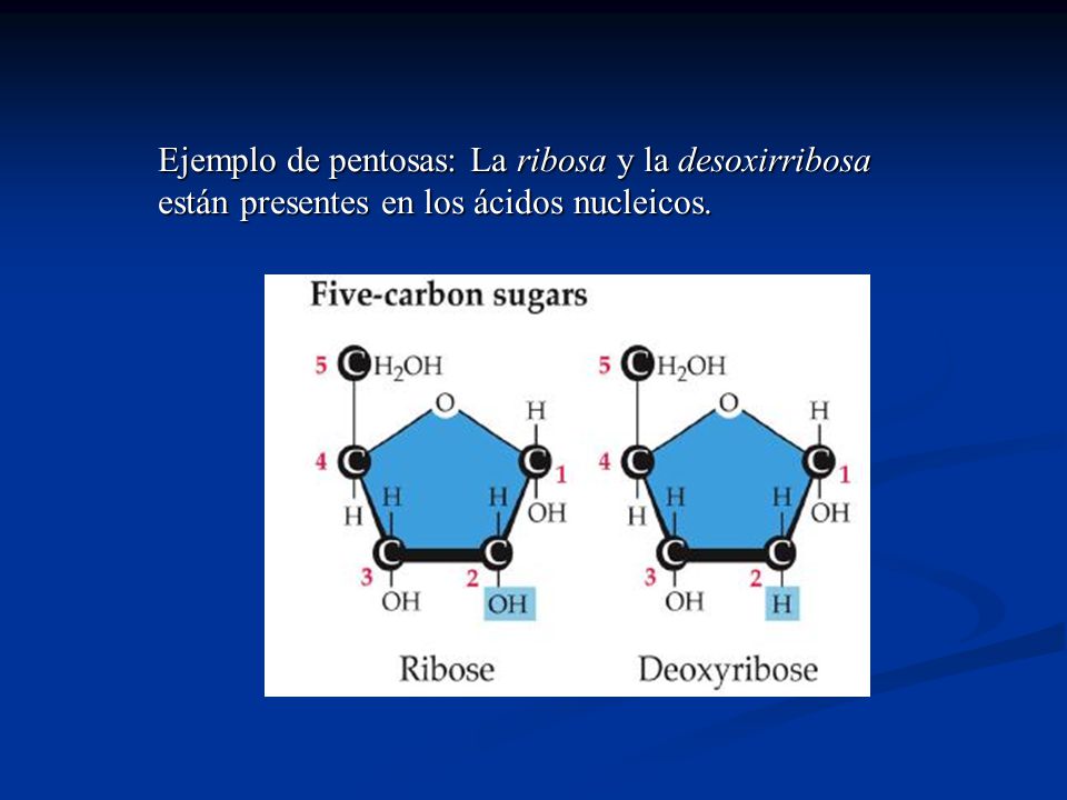 Ejemplo de pentosas: La ribosa y la desoxirribosa están presentes en los ácidos nucleicos.