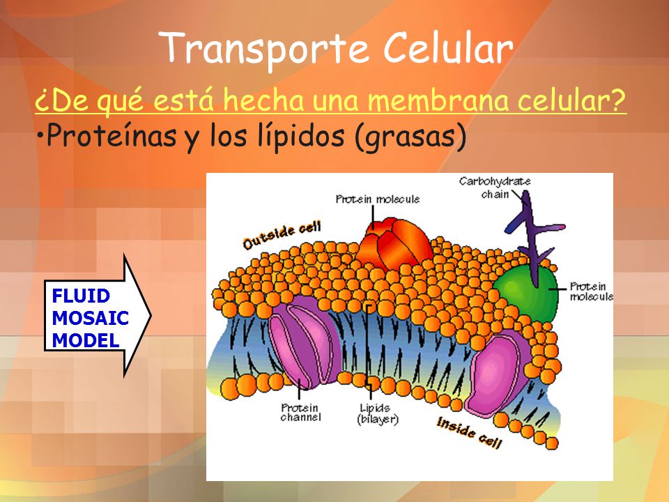 Transporte Celular ¿De qué está hecha una membrana celular