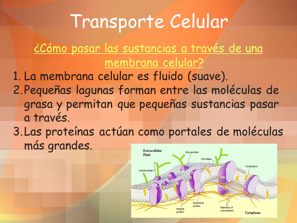 ¿Cómo pasar las sustancias a través de una membrana celular