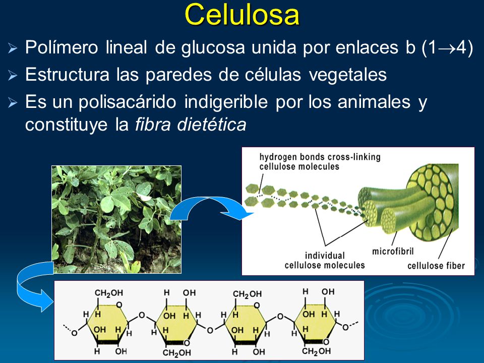 Celulosa Polímero lineal de glucosa unida por enlaces b (14)