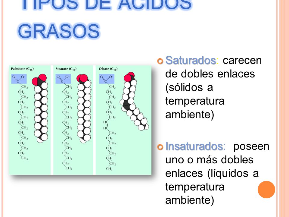 Tipos de ácidos grasos Saturados: carecen de dobles enlaces (sólidos a temperatura ambiente)