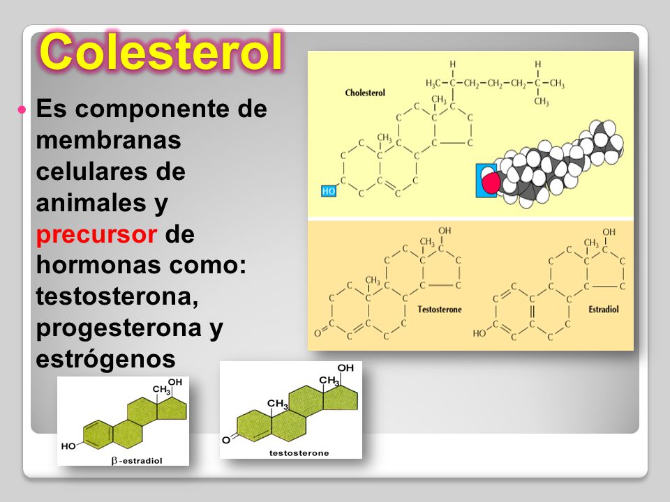Colesterol Es componente de membranas celulares de animales y precursor de hormonas como: testosterona, progesterona y estrógenos.