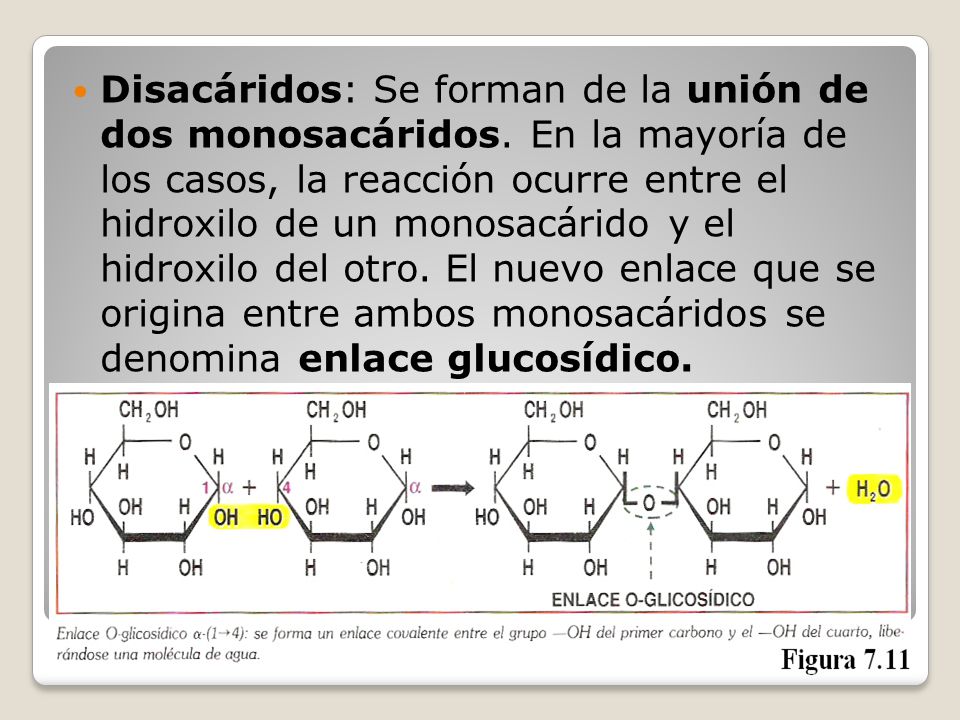 Disacáridos: Se forman de la unión de dos monosacáridos
