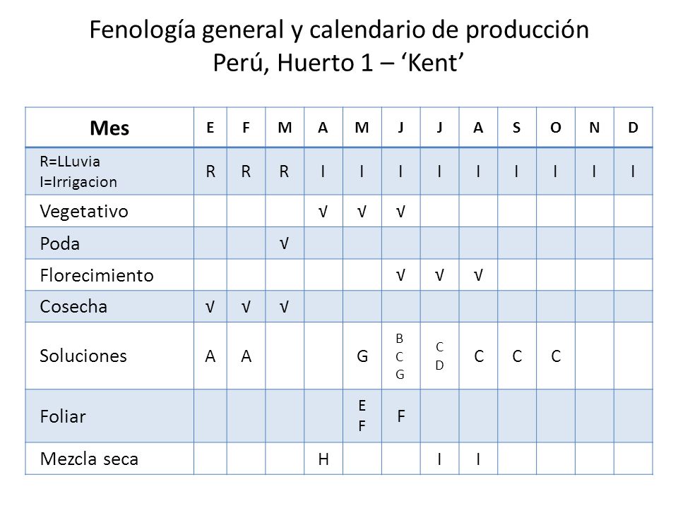 Fenología general y calendario de producción Perú, Huerto 1 – ‘Kent’
