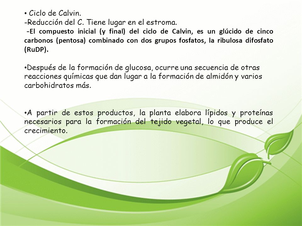 Ciclo de Calvin. -Reducción del C. Tiene lugar en el estroma.