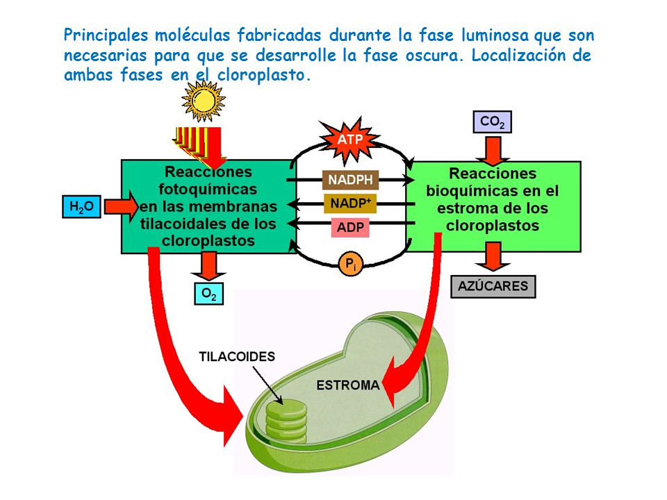 Principales moléculas fabricadas durante la fase luminosa que son necesarias para que se desarrolle la fase oscura.