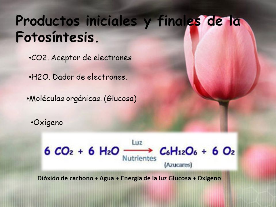 Productos iniciales y finales de la Fotosíntesis.