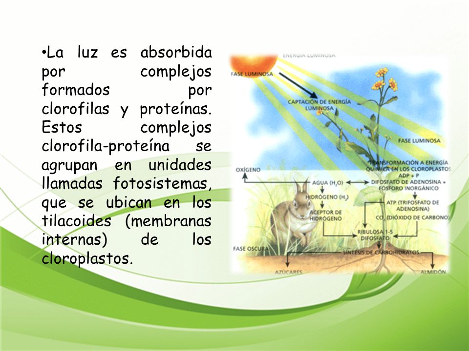 La luz es absorbida por complejos formados por clorofilas y proteínas