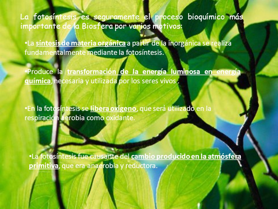 La fotosíntesis es seguramente el proceso bioquímico más importante de la Biosfera por varios motivos:
