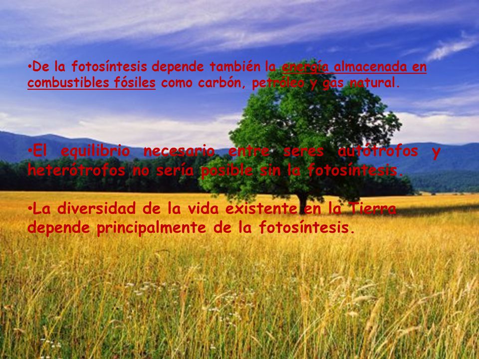 De la fotosíntesis depende también la energía almacenada en combustibles fósiles como carbón, petróleo y gas natural.