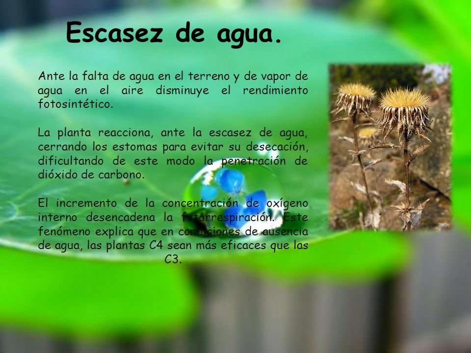 Escasez de agua. Ante la falta de agua en el terreno y de vapor de agua en el aire disminuye el rendimiento fotosintético.