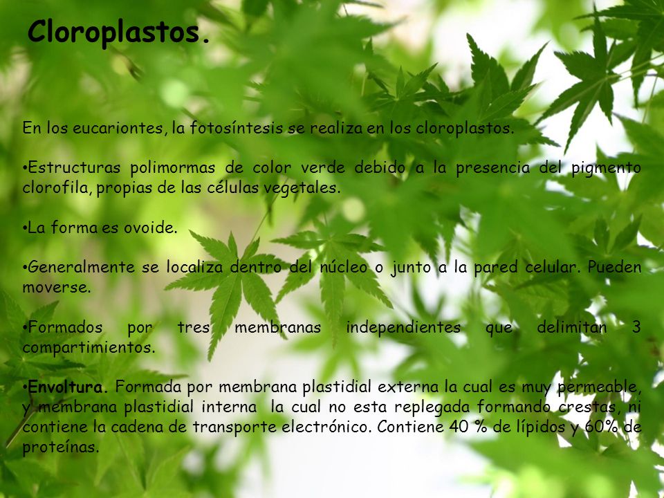 Cloroplastos. En los eucariontes, la fotosíntesis se realiza en los cloroplastos.