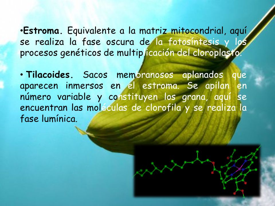 Estroma. Equivalente a la matriz mitocondrial, aquí se realiza la fase oscura de la fotosíntesis y los procesos genéticos de multiplicación del cloroplasto.