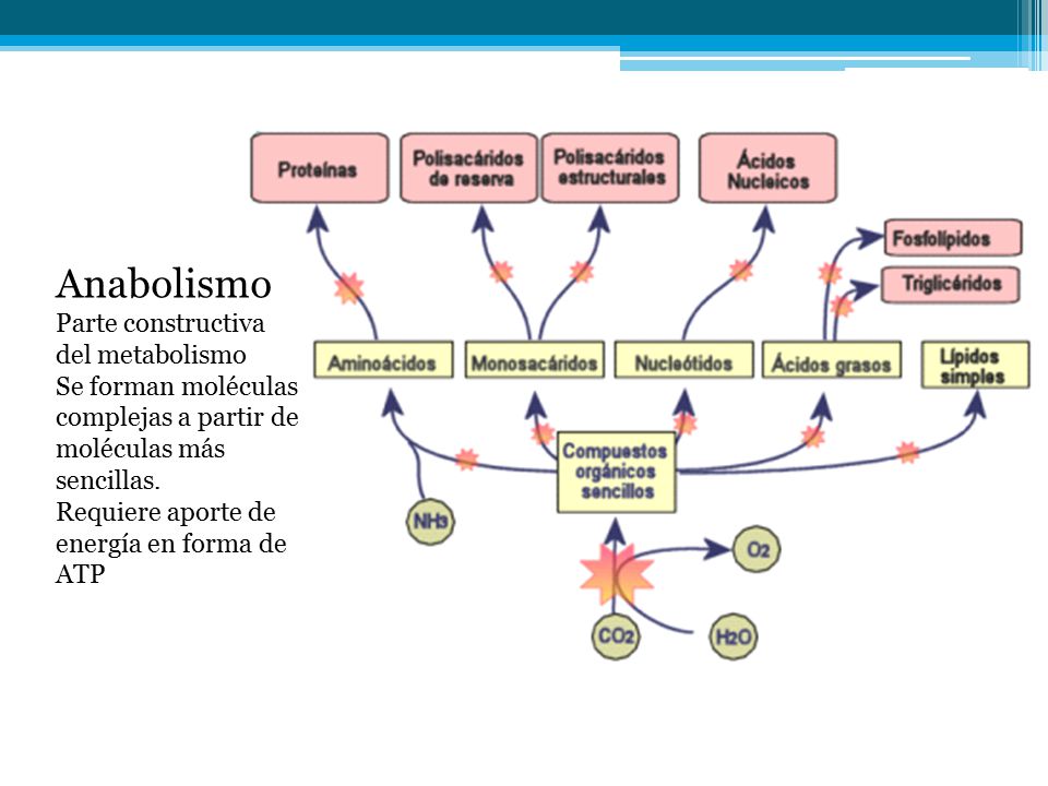 Anabolismo
