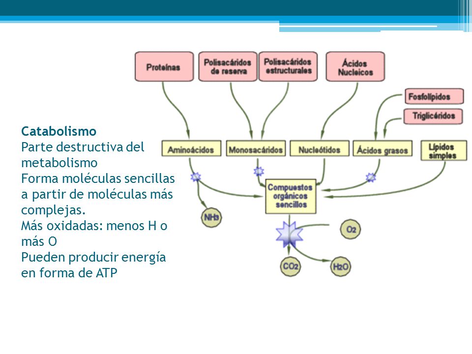 Catabolismo Parte destructiva del metabolismo Forma moléculas sencillas a partir de moléculas más complejas. Más oxidadas: menos H o más O Pueden producir energía en forma de ATP