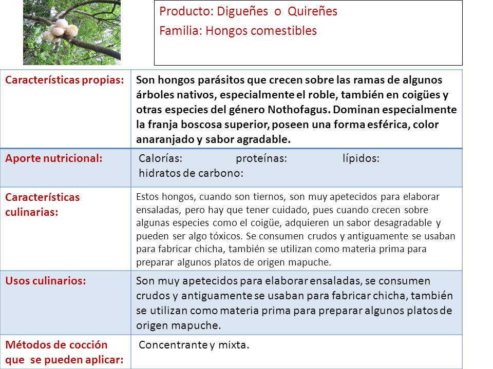 Producto: Digueñes o Quireñes Familia: Hongos comestibles