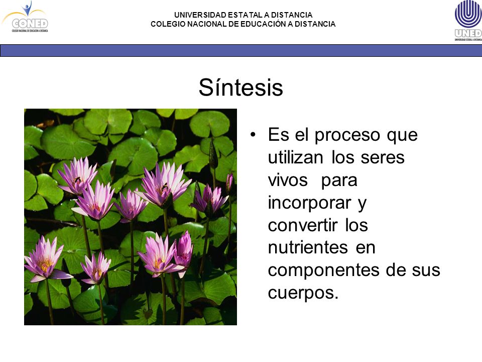 Síntesis Es el proceso que utilizan los seres vivos para incorporar y convertir los nutrientes en componentes de sus cuerpos.