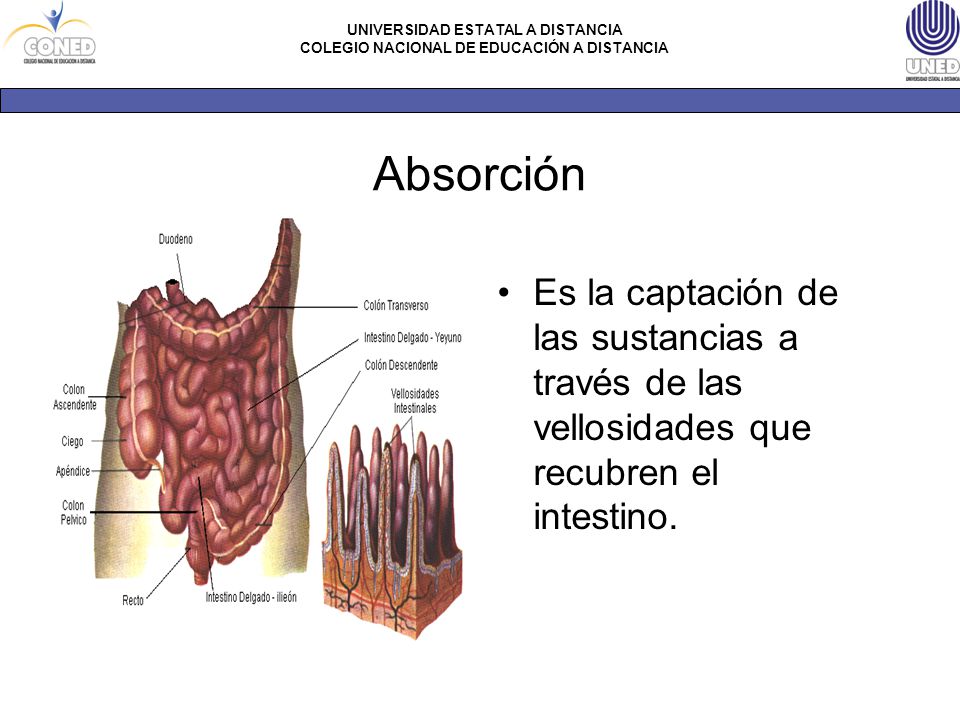 Absorción Es la captación de las sustancias a través de las vellosidades que recubren el intestino.