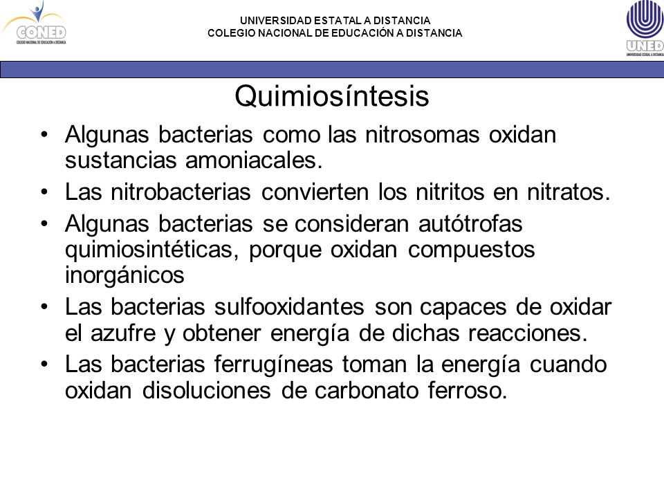 Quimiosíntesis Algunas bacterias como las nitrosomas oxidan sustancias amoniacales. Las nitrobacterias convierten los nitritos en nitratos.